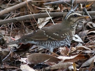 Female - Robert Tizard - ML156992731