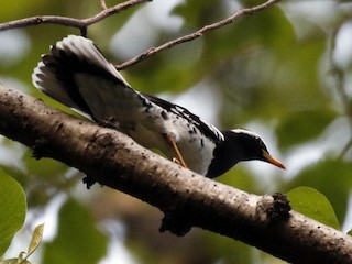 雄鳥 - Vijaya Lakshmi - ML156992761