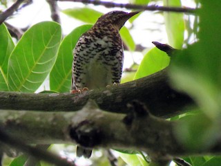 雌鳥 - Selvaganesh K - ML156992781