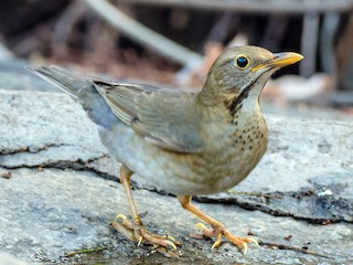 雌鳥 - Venkatesh Prasad - ML156993301