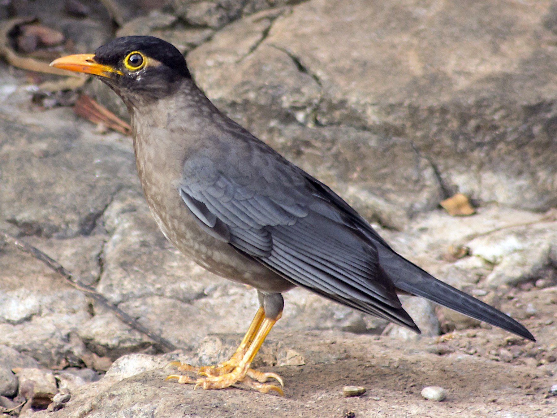 17 Black Birds With Orange Beaks Sonoma Birding   1800