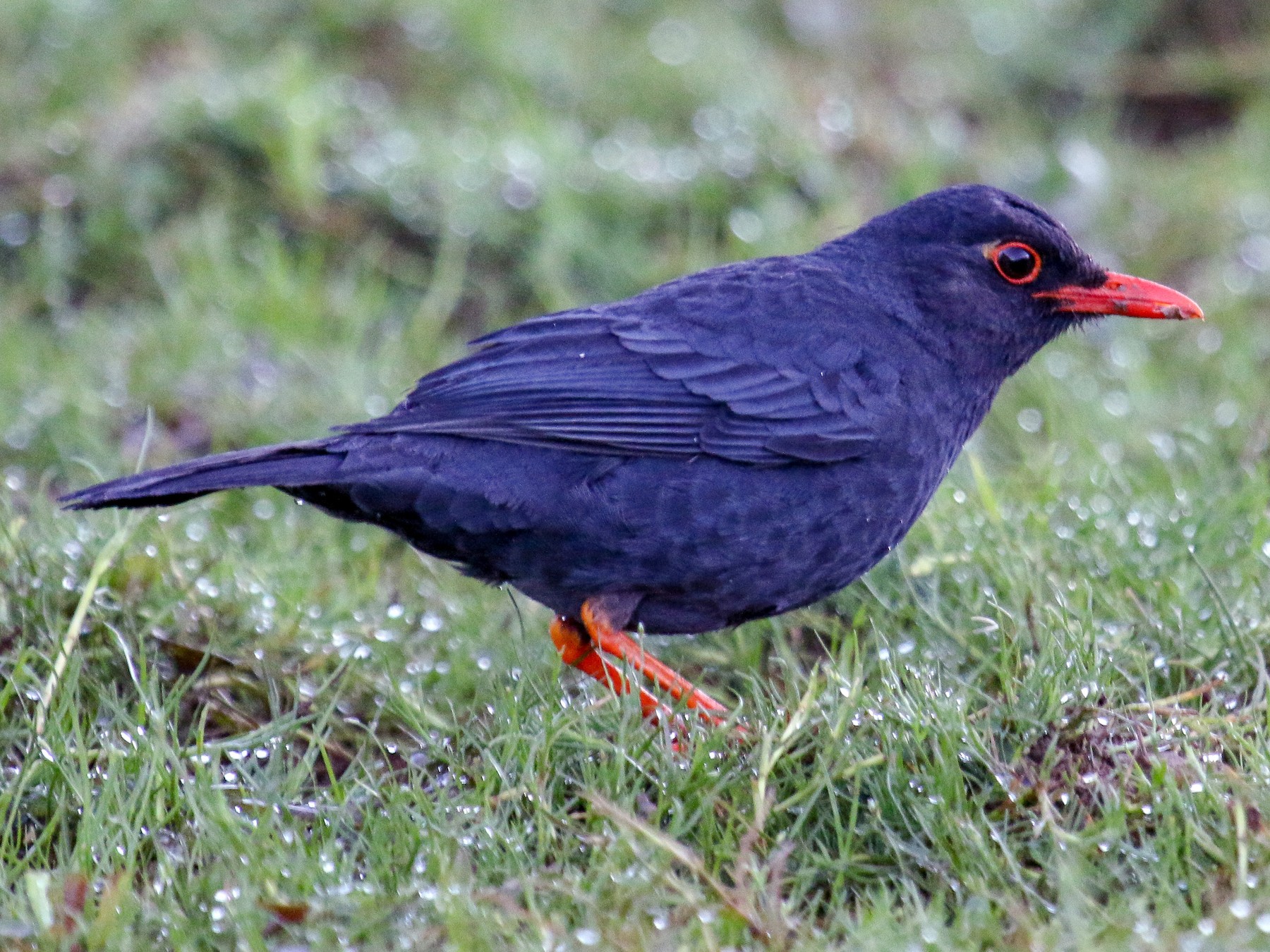Indian Blackbird - eBird