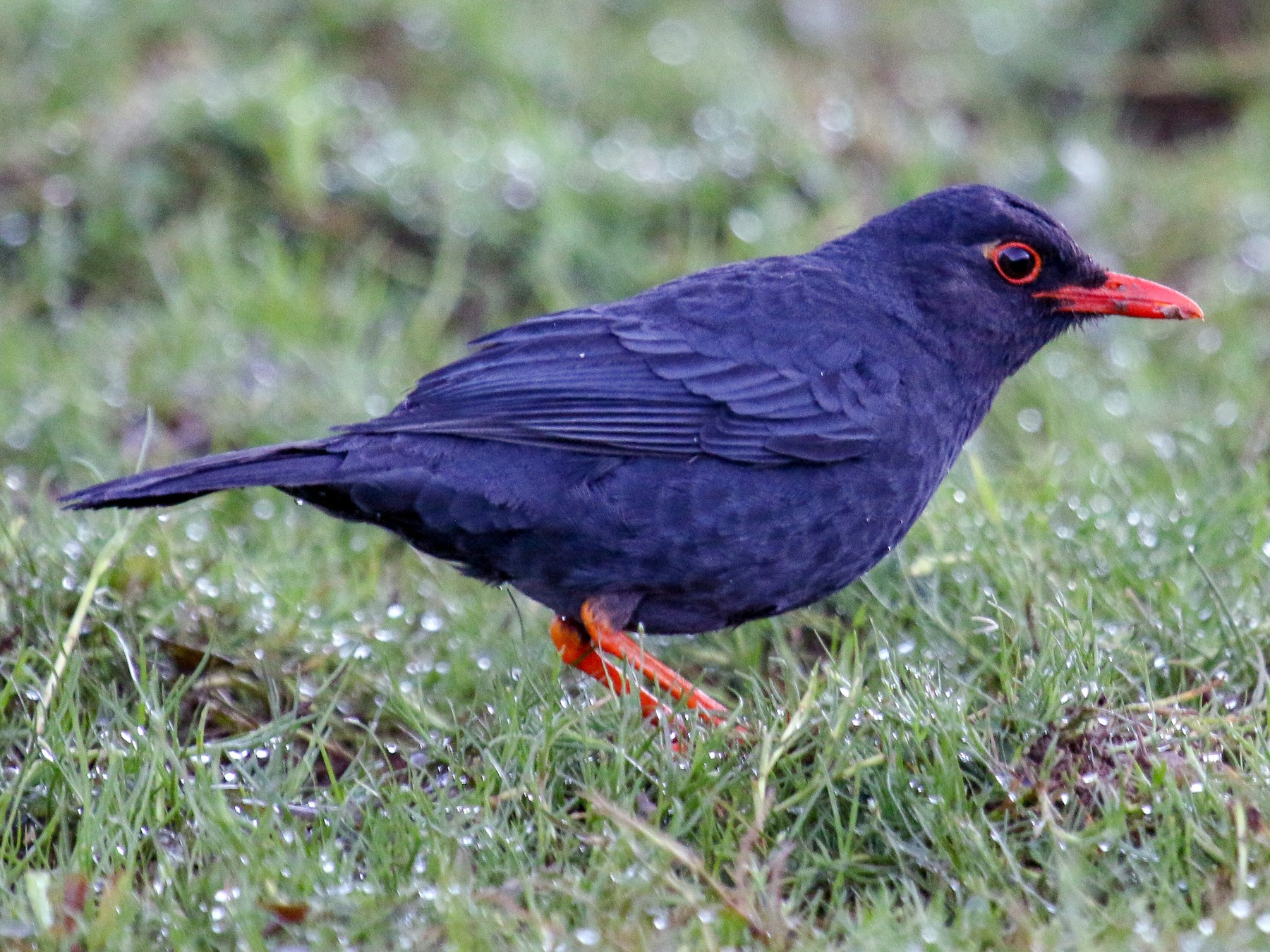 Indian Blackbird - Tommy Pedersen