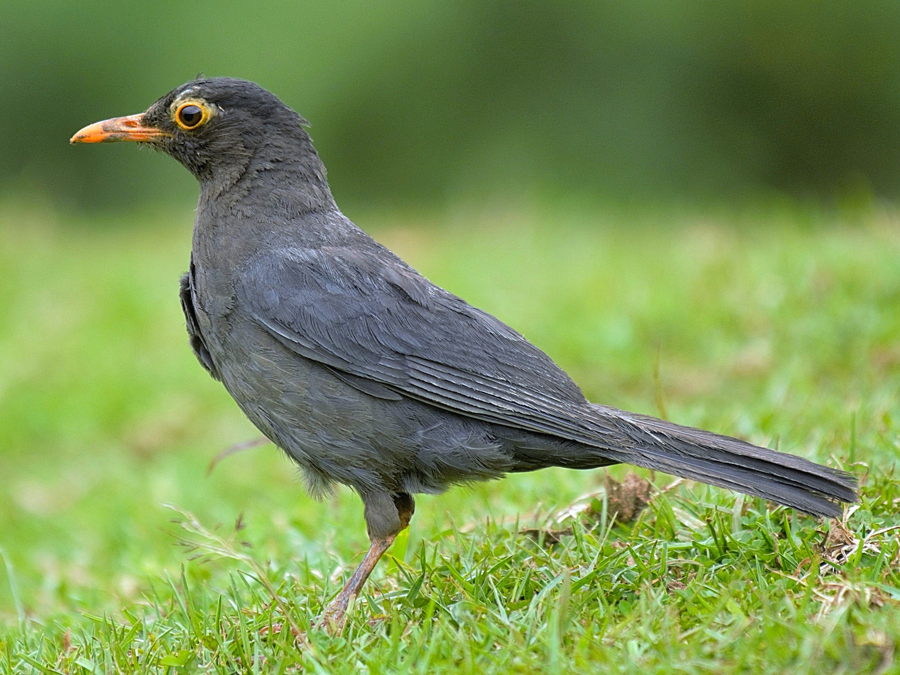 Indian Blackbird - Renuka Vijayaraghavan