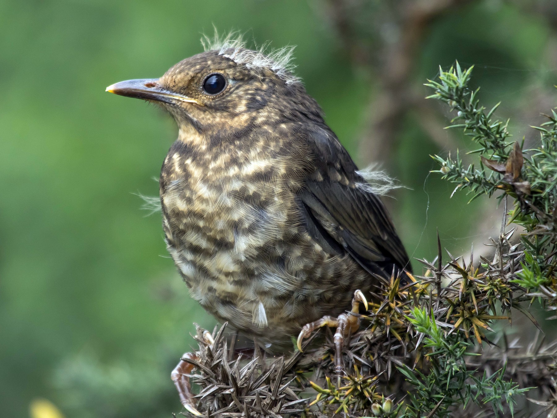Indian Blackbird - eBird