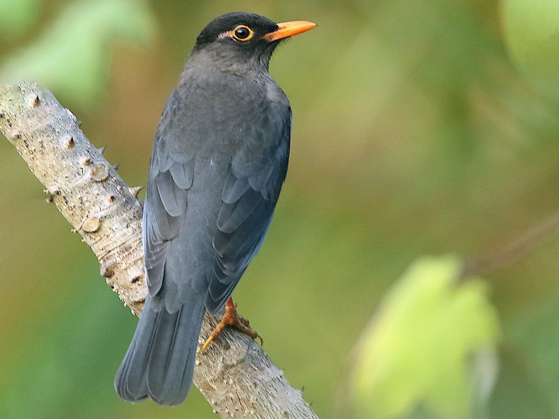 Indian Blackbird - Savio Fonseca (www.avocet-peregrine.com)