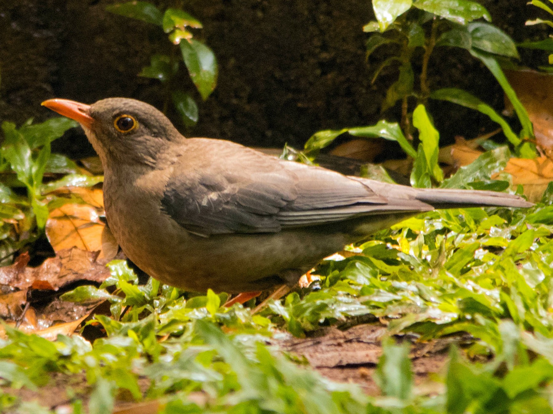 Indian Blackbird - dhanapal kondasamy