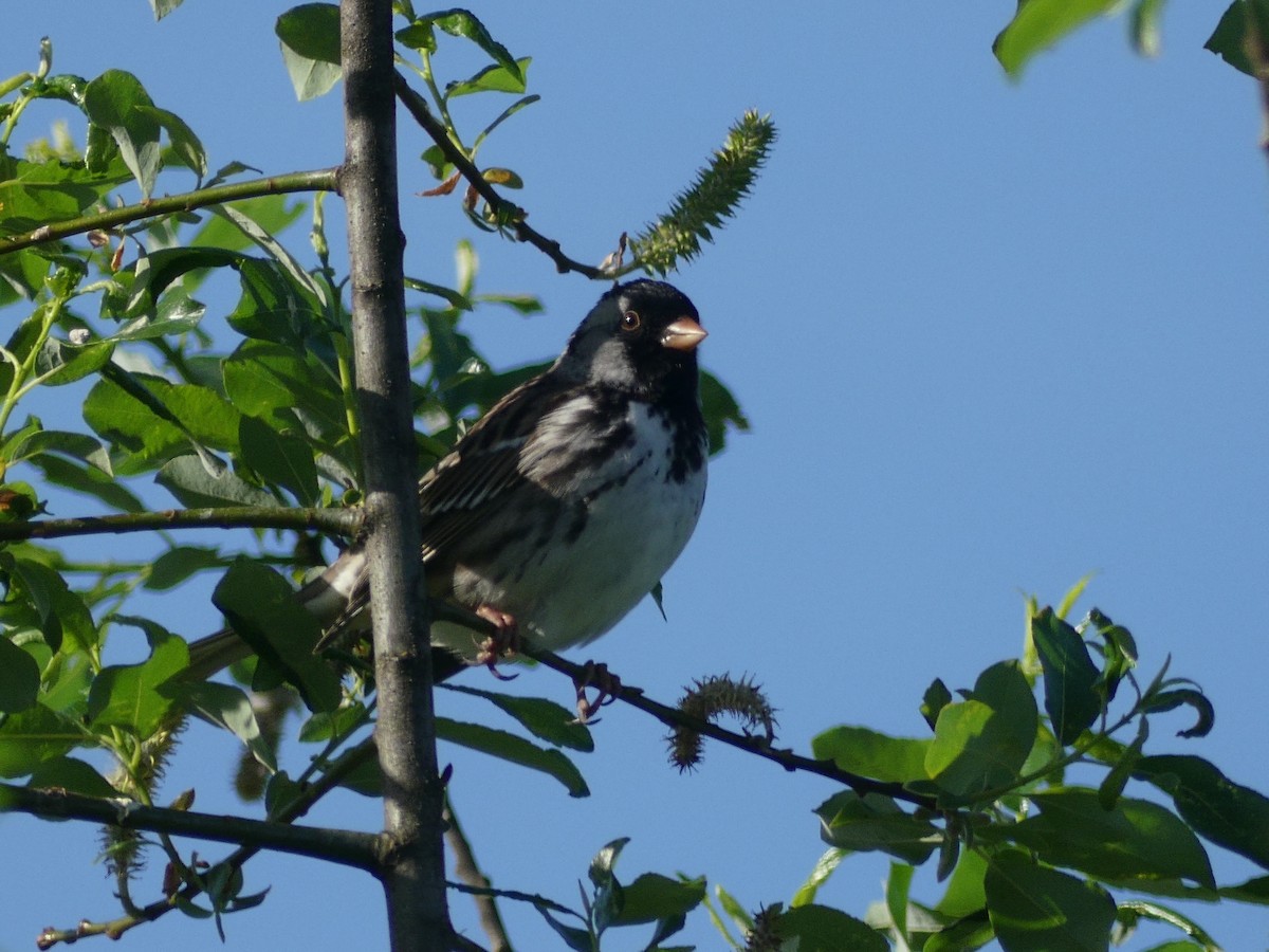 Harris's Sparrow - ML156996221