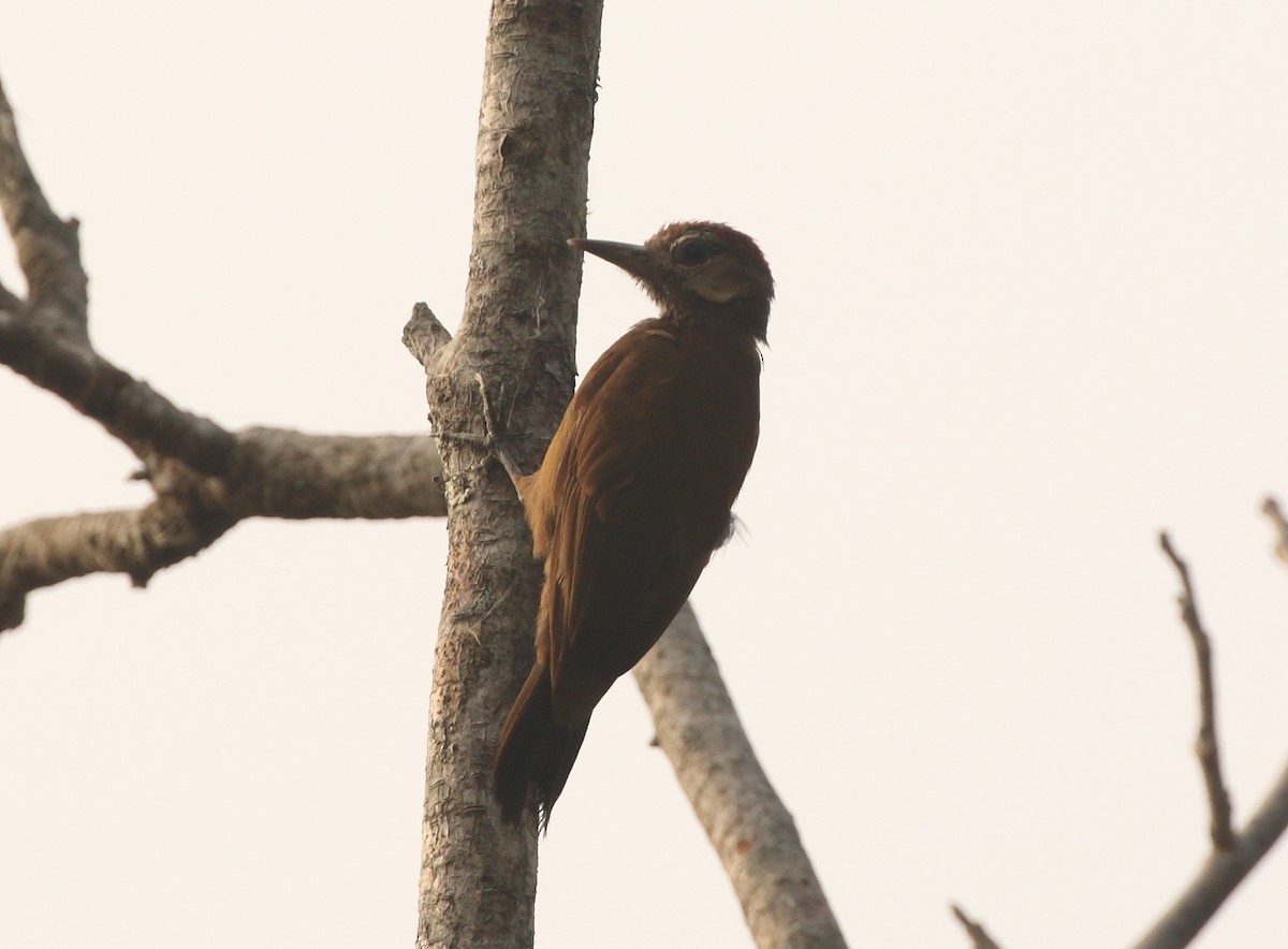 Smoky-brown Woodpecker - ML156996671
