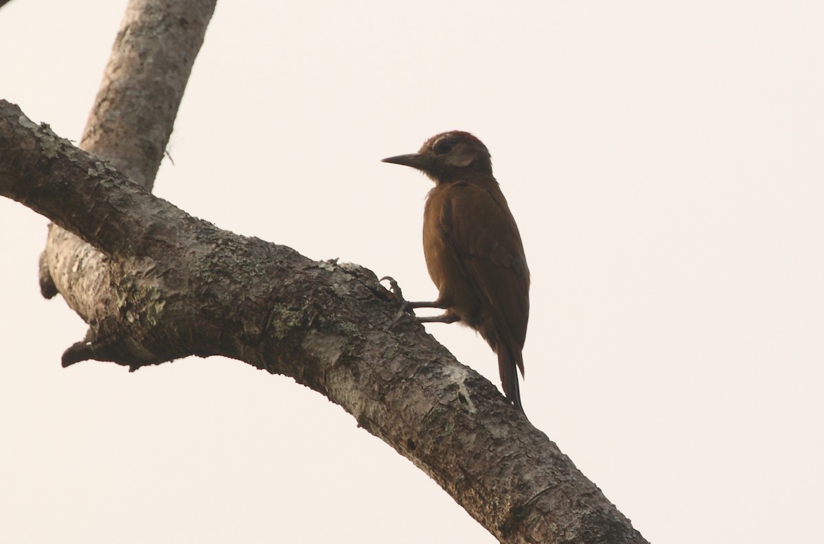 Smoky-brown Woodpecker - ML156996681