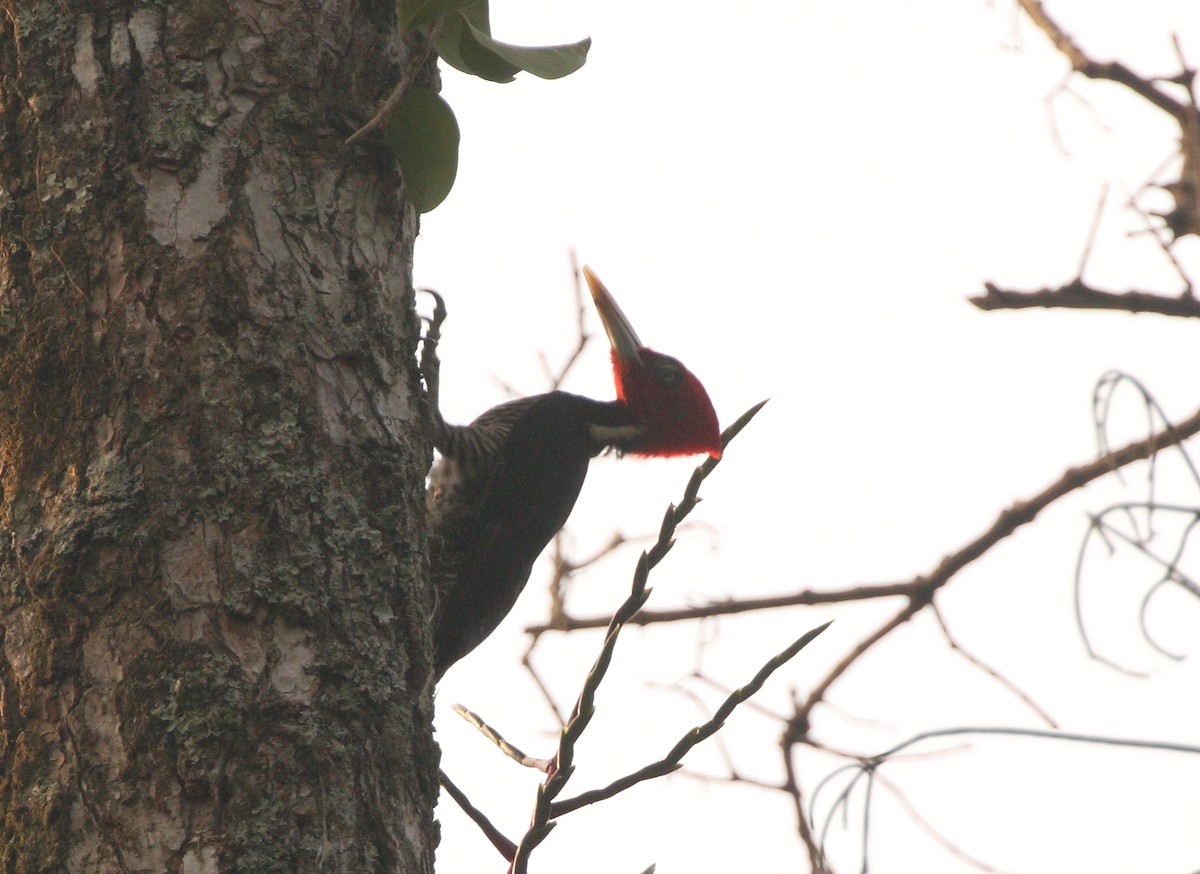 Pale-billed Woodpecker - ML156996701