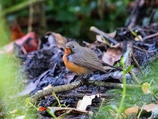 - Kashmir Flycatcher