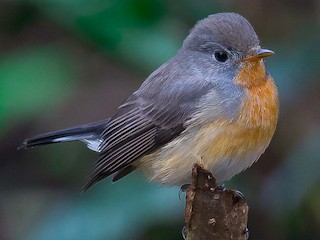  - Kashmir Flycatcher