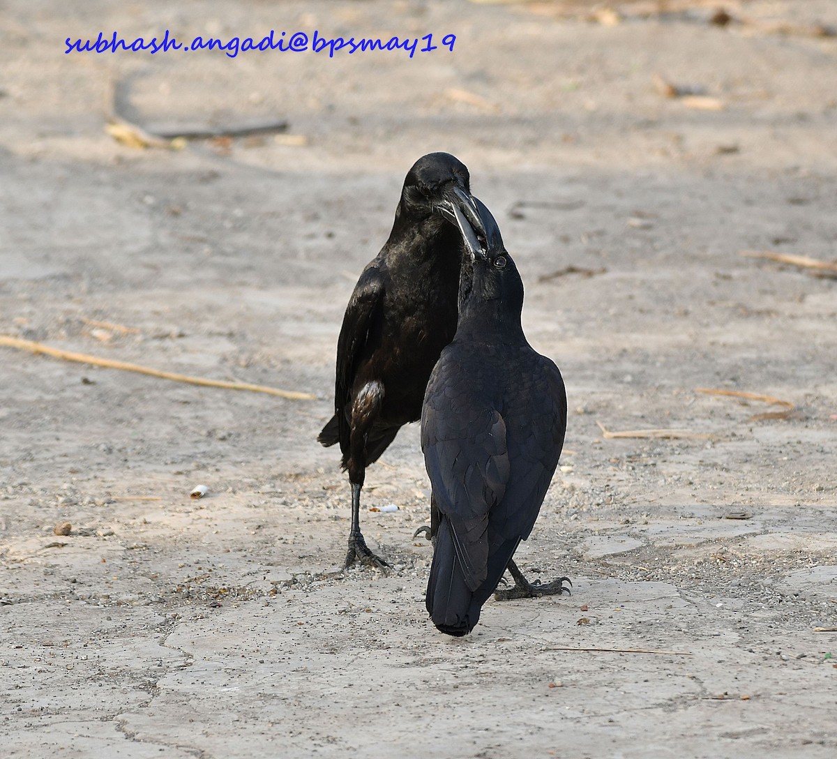 Large-billed Crow (Indian Jungle) - Subhash Angadi