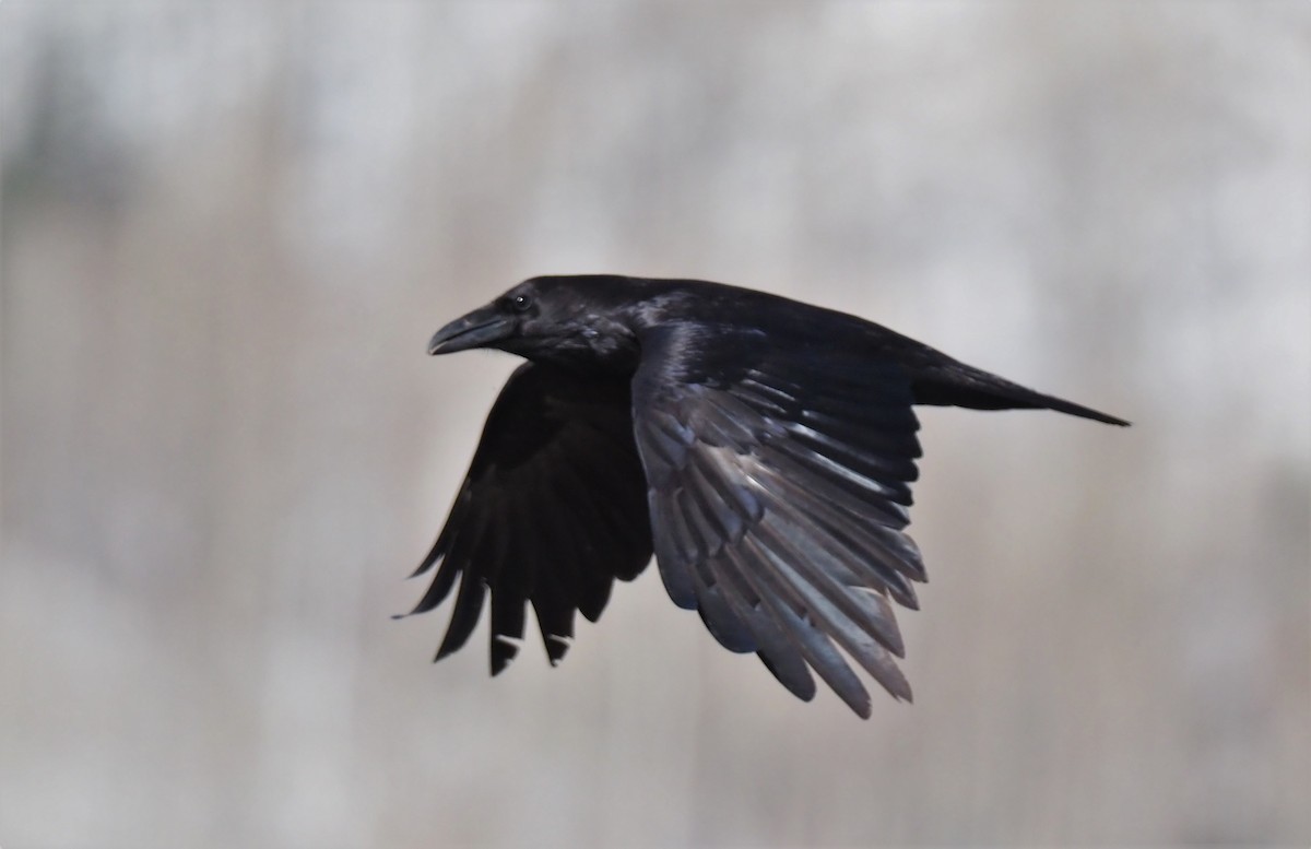 Common Raven - Fran Meyerson