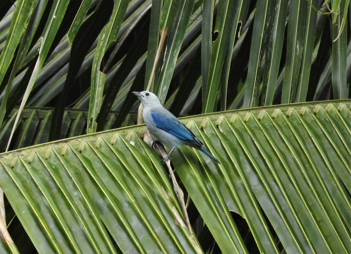 Blue-gray Tanager - ML156998421