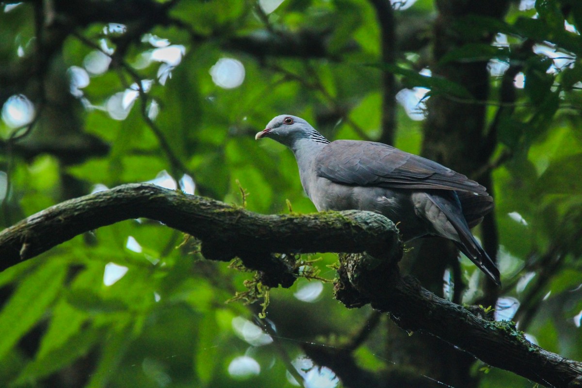 Nilgiri Wood-Pigeon - Vivek Sudhakaran
