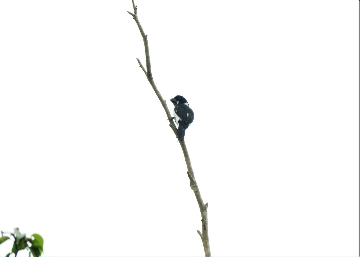 Variable Seedeater - ML156999051