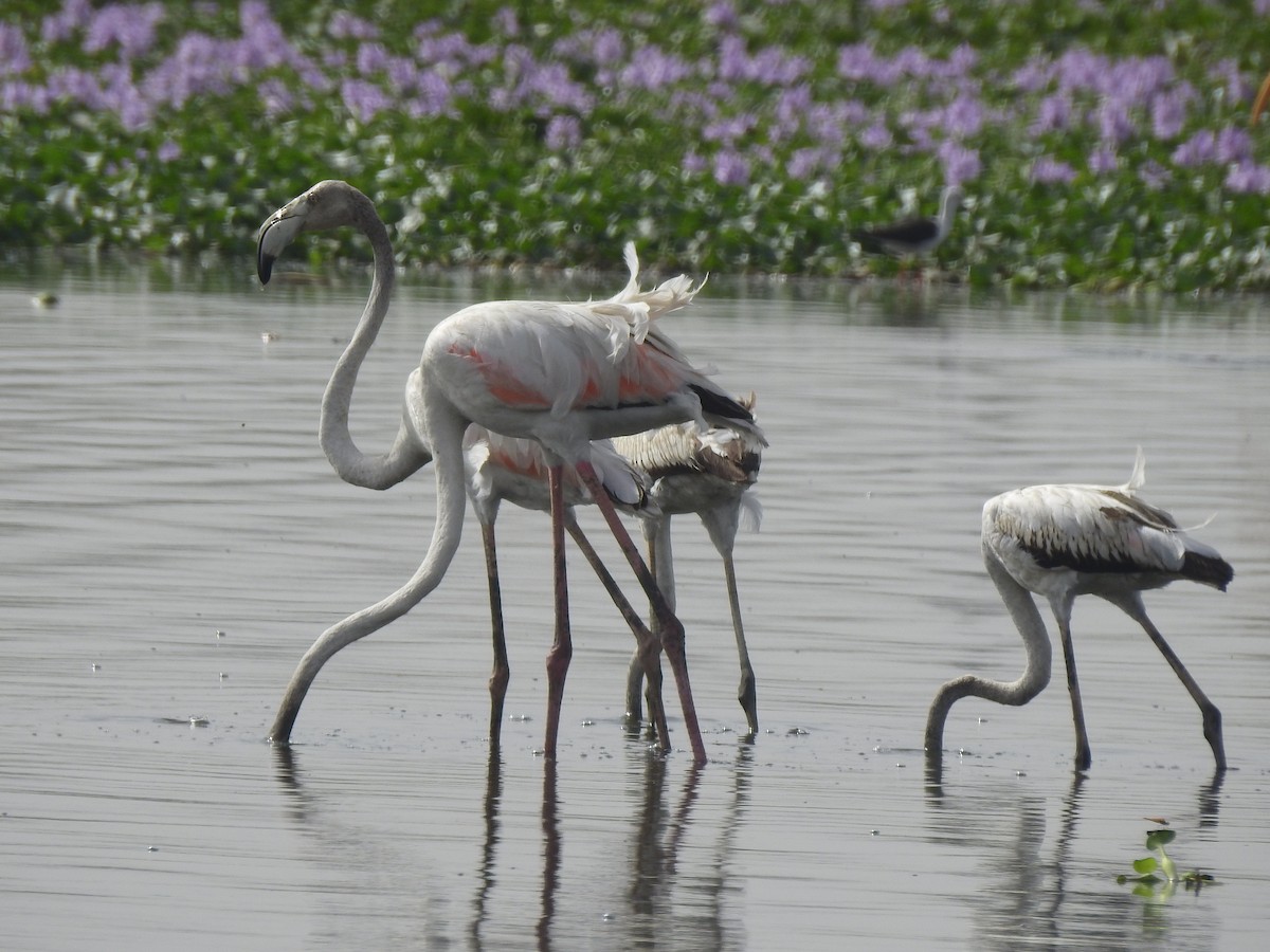 Greater Flamingo - Sreerup Chakroborty