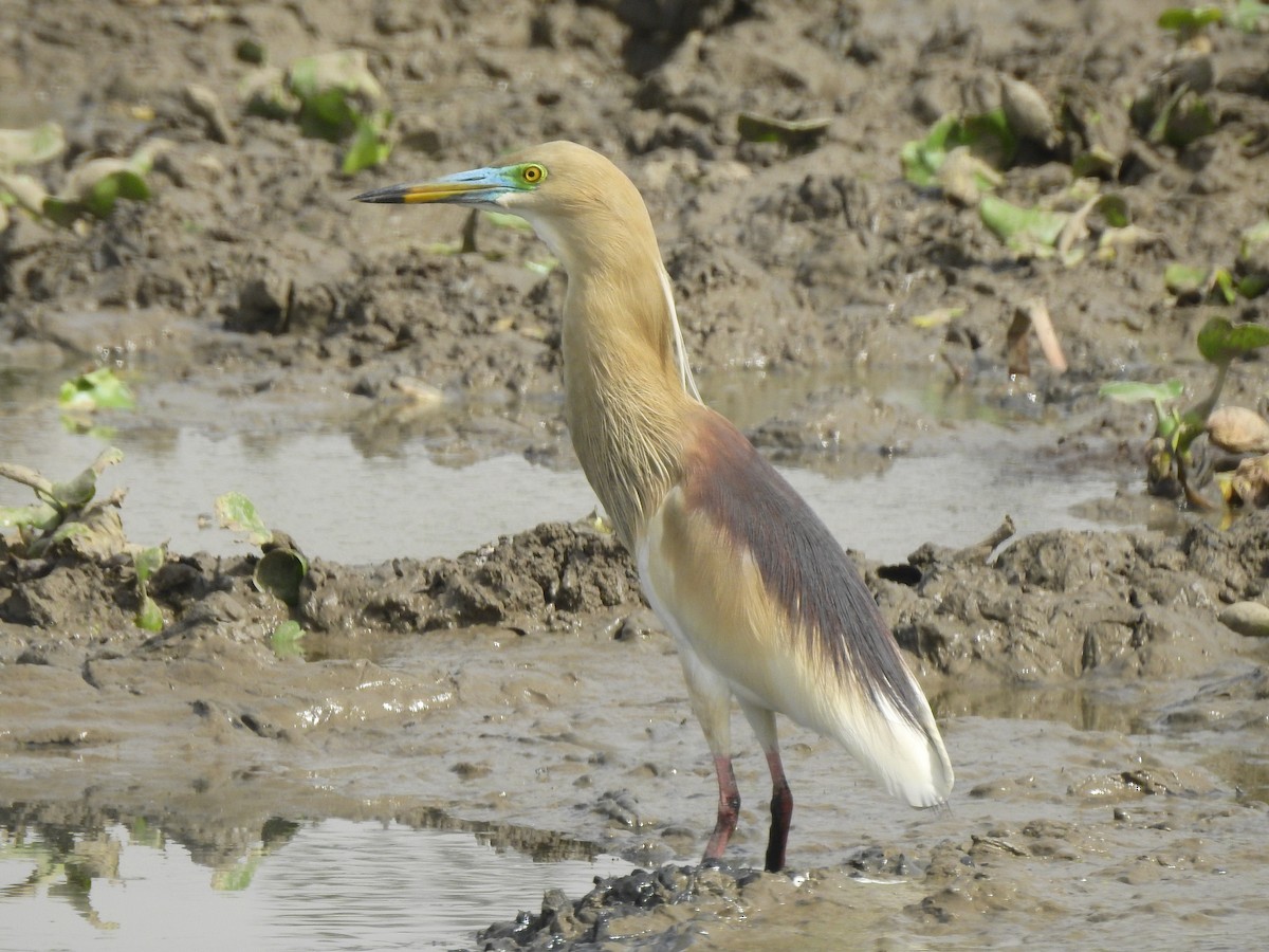 Indian Pond-Heron - Sreerup Chakroborty