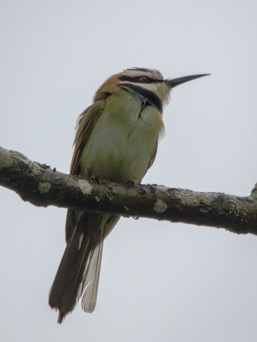 White-throated Bee-eater - William Stephens