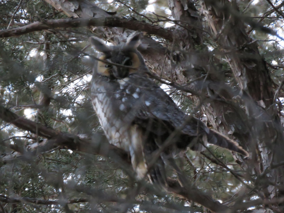 Long-eared Owl - ML157007901
