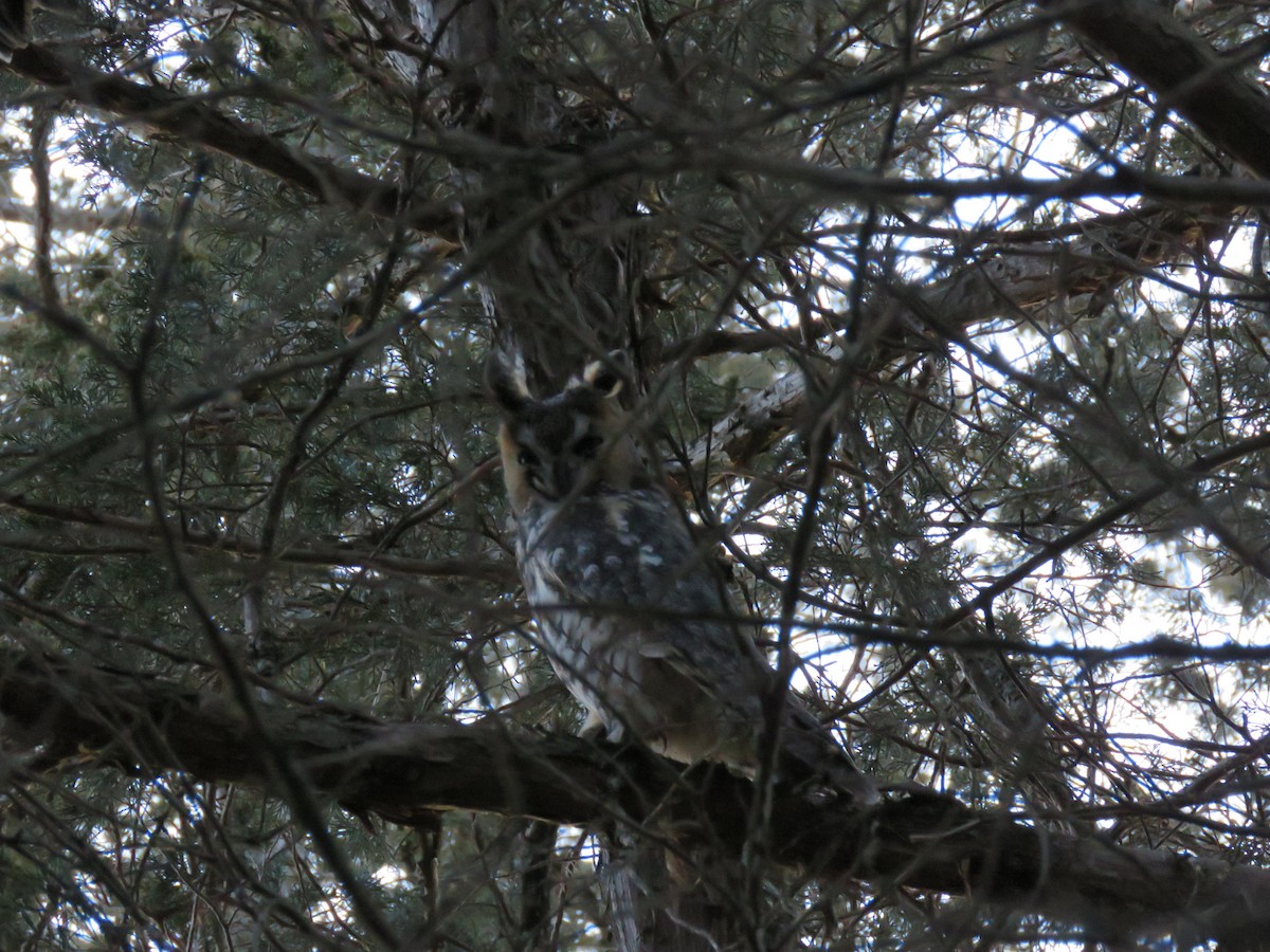 Long-eared Owl - ML157007931