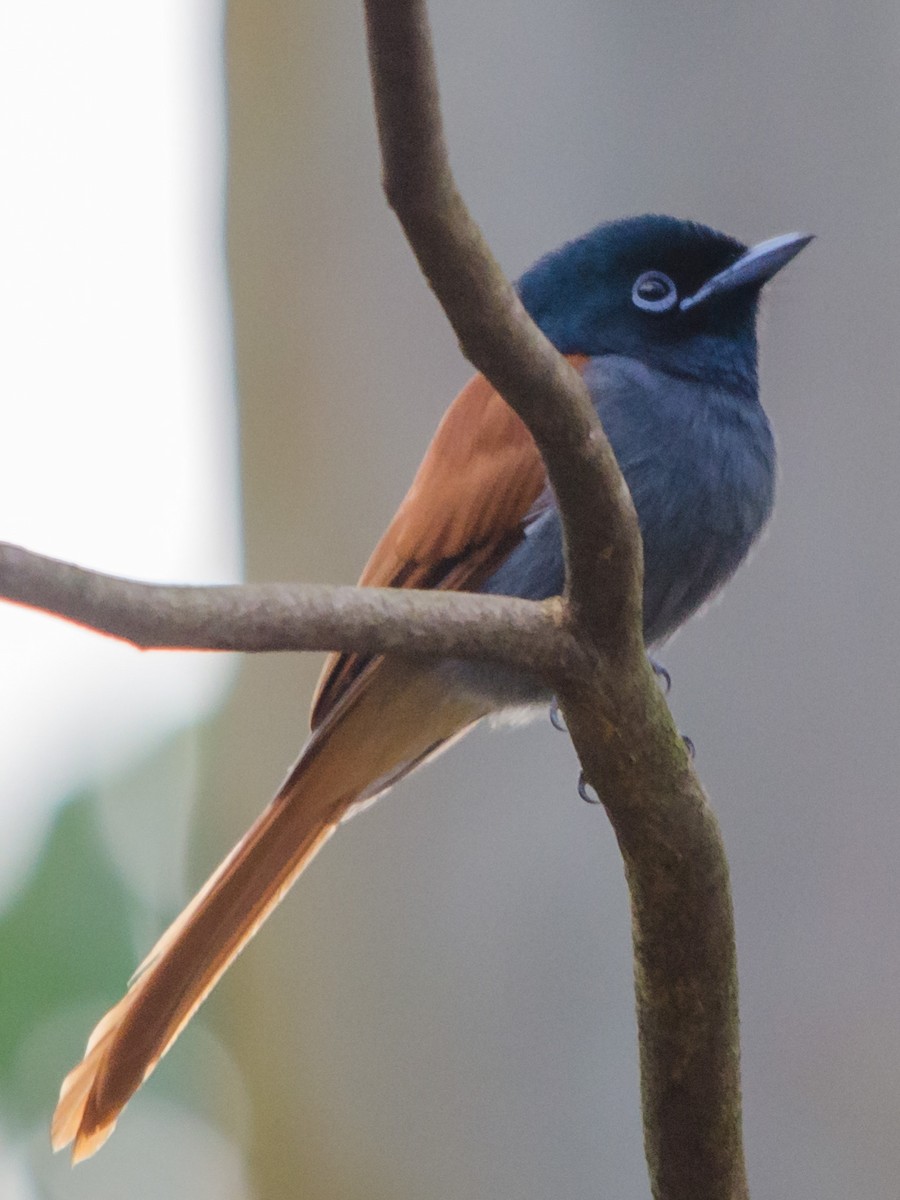African Paradise-Flycatcher - William Stephens