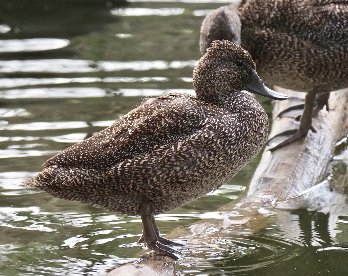 Freckled Duck - ML157013101