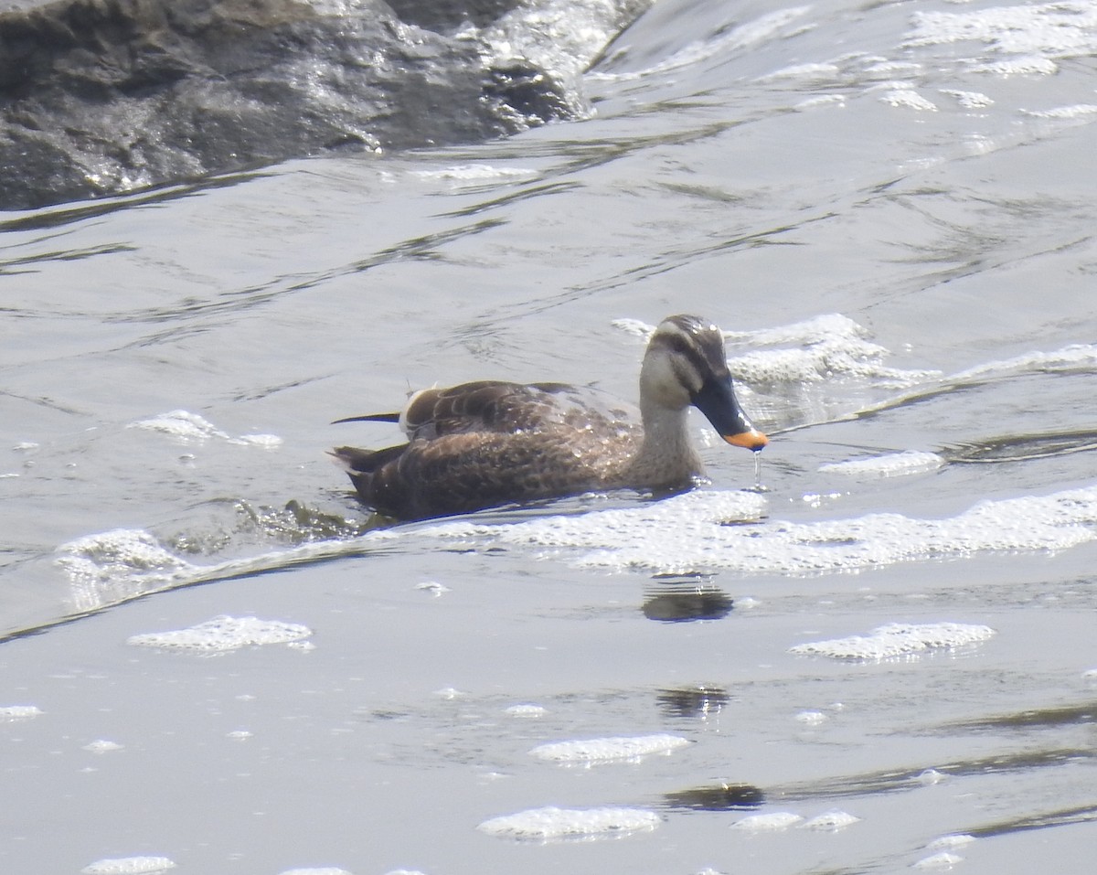 Eastern Spot-billed Duck - ML157013881
