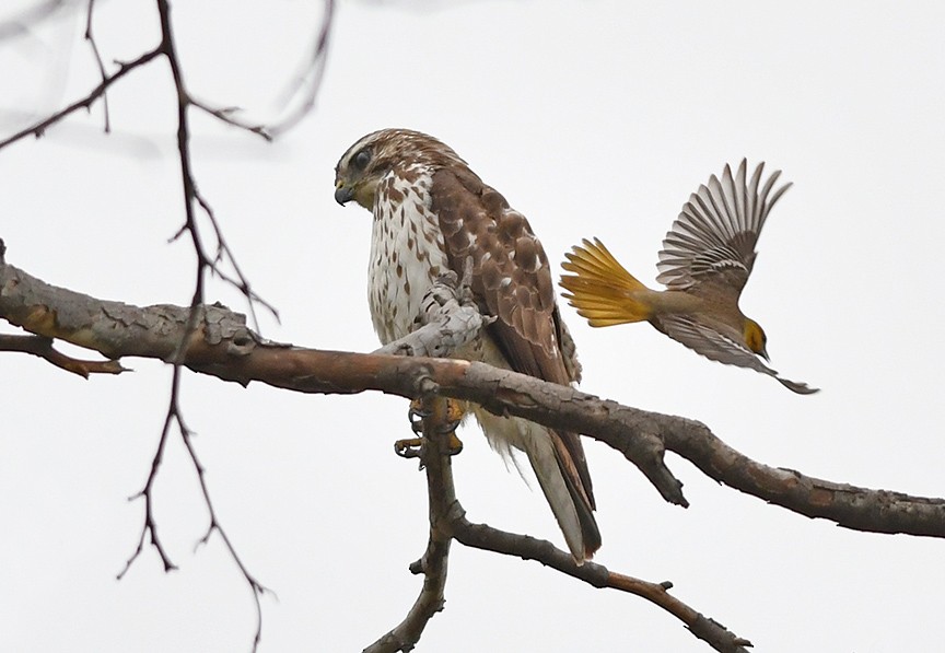 Broad-winged Hawk - Mike Stensvold