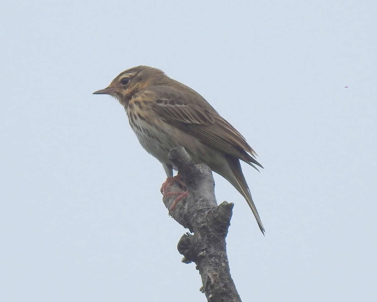 Olive-backed Pipit - ML157015301