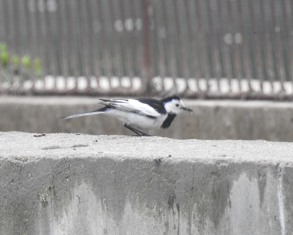 White Wagtail (Chinese) - Scott Young