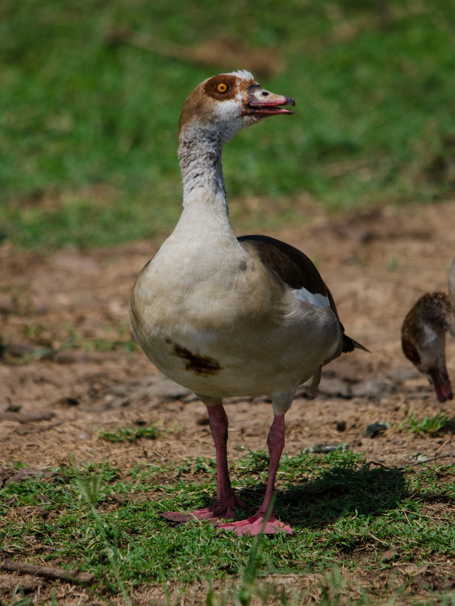 Egyptian Goose - William Stephens