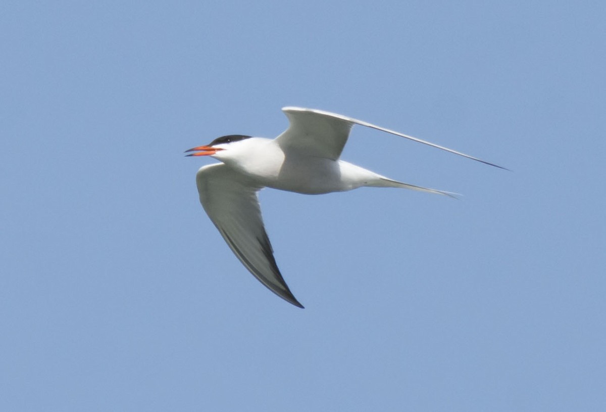 Common Tern - Jeff Packer
