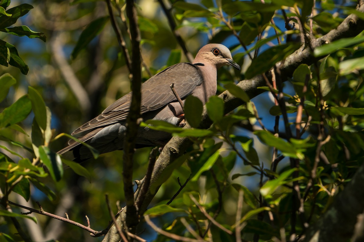 Red-eyed Dove - ML157020271
