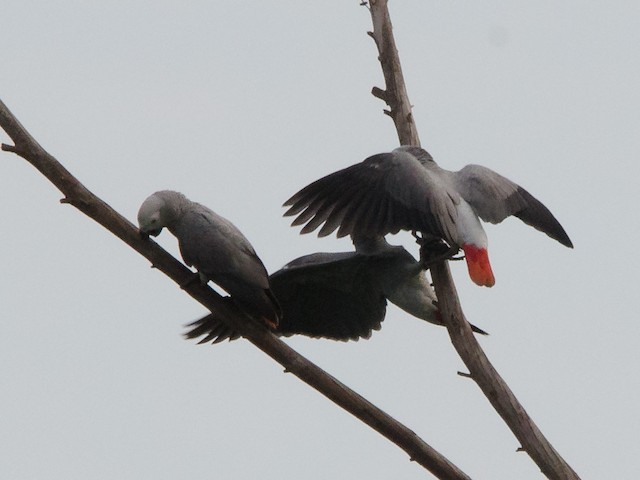 Gray Parrot (Gray)