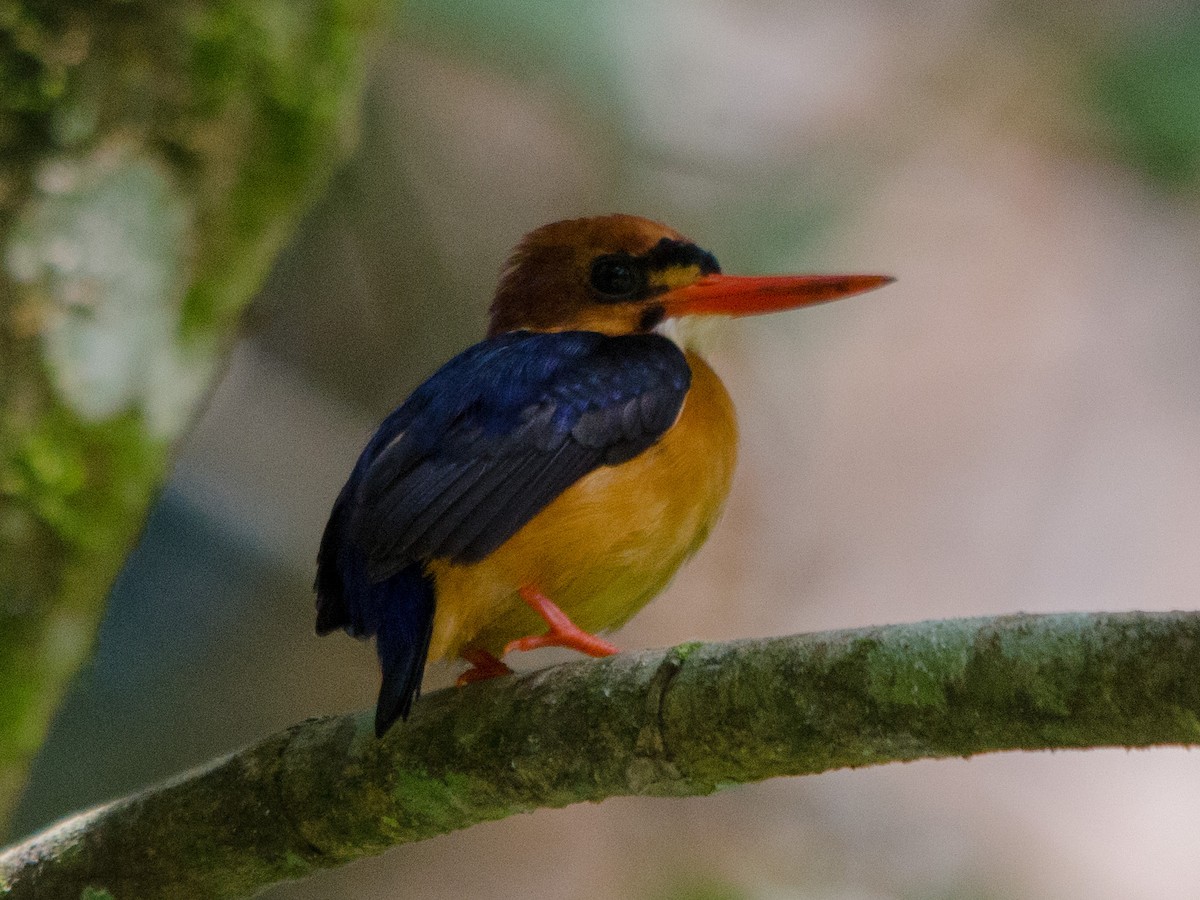 African Dwarf Kingfisher - ML157024431