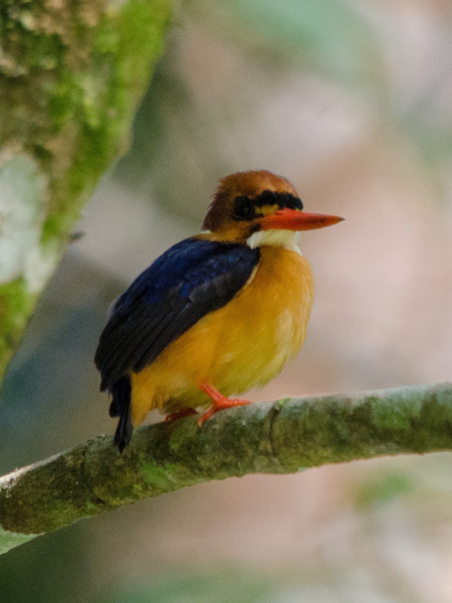 African Dwarf Kingfisher - William Stephens