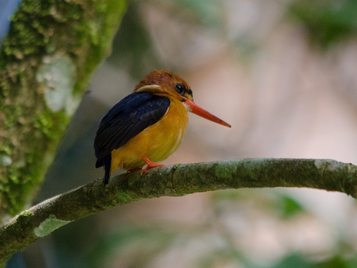 African Dwarf Kingfisher - William Stephens