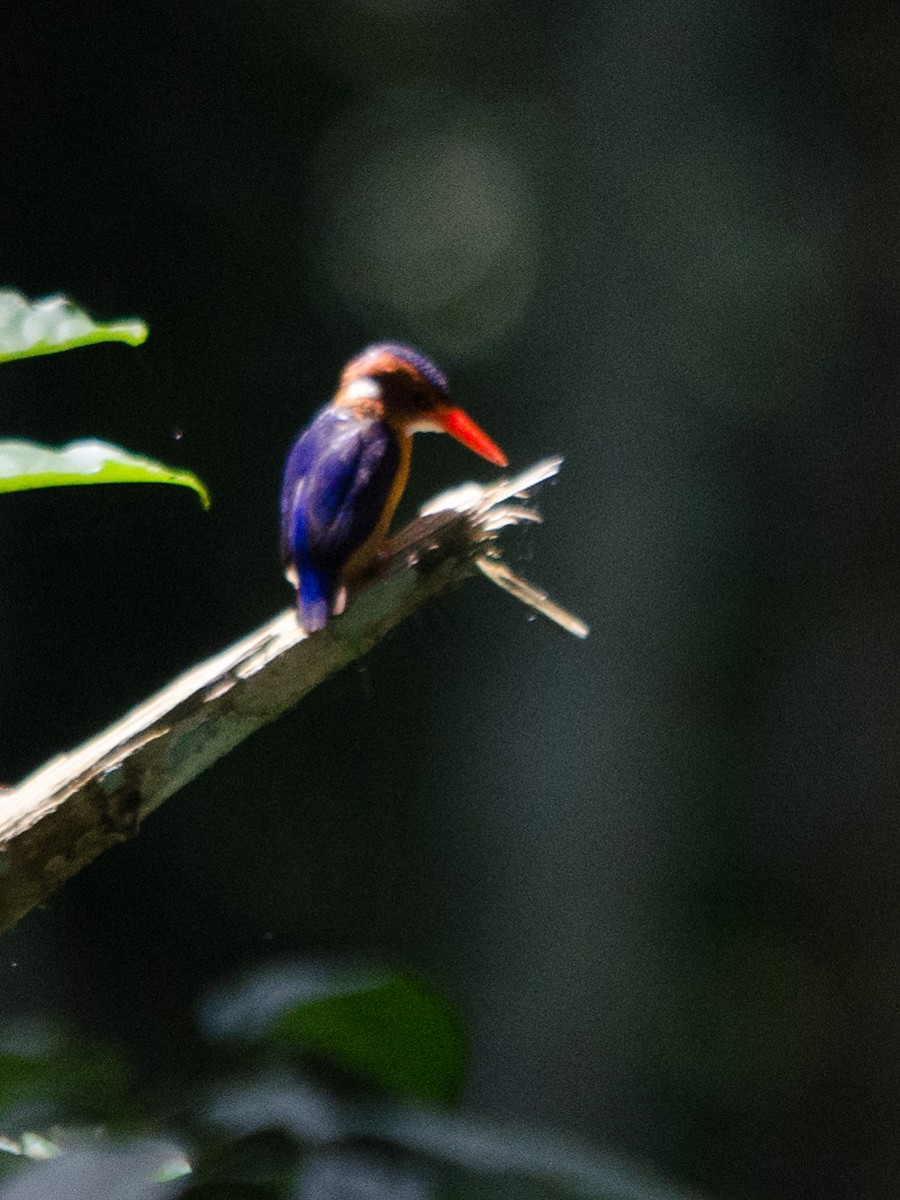 African Pygmy Kingfisher - William Stephens