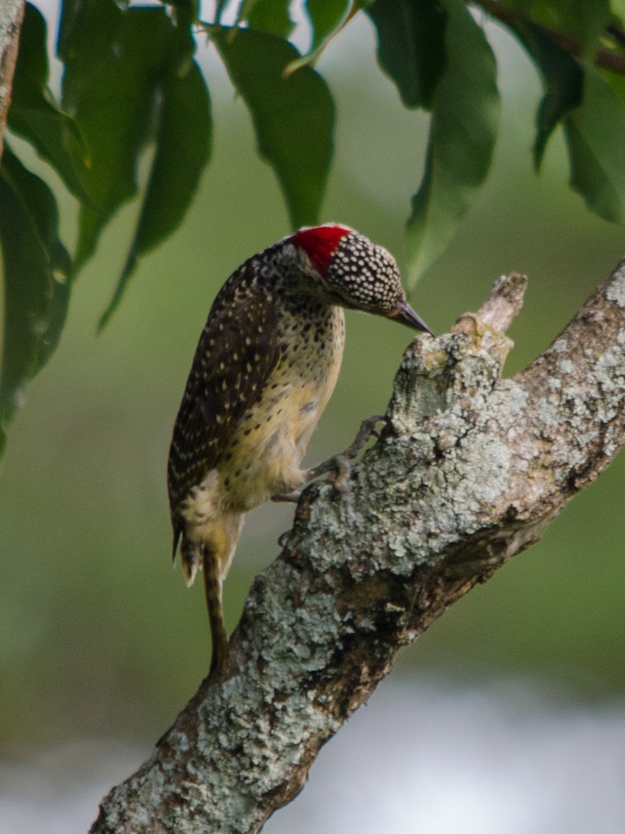 Nubian Woodpecker - William Stephens