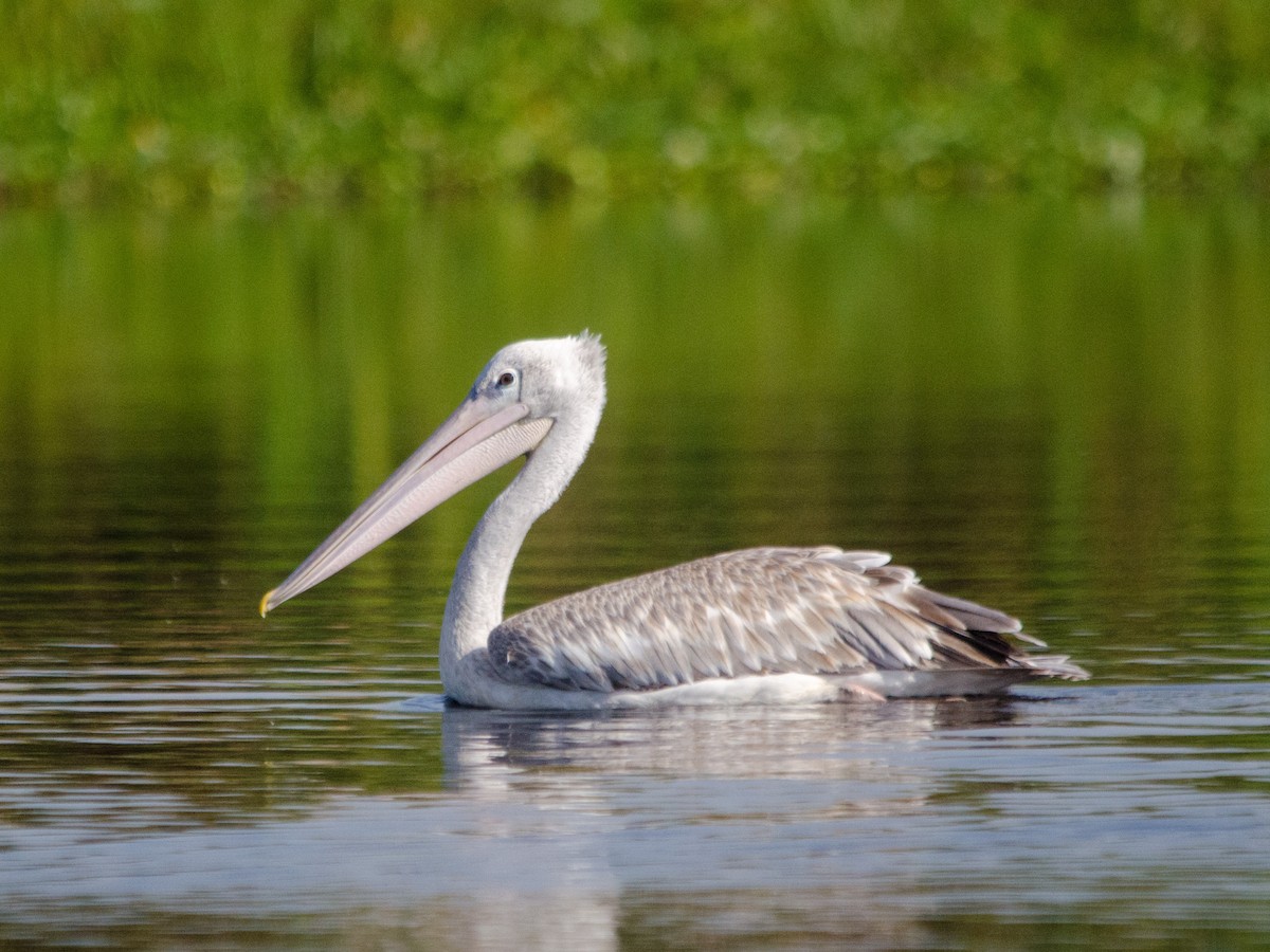Pink-backed Pelican - William Stephens
