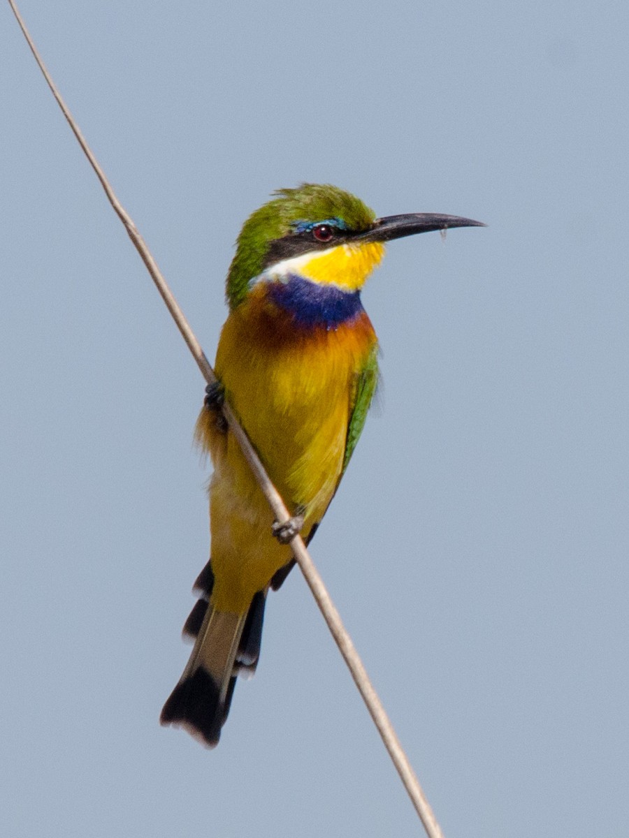 Blue-breasted Bee-eater - William Stephens