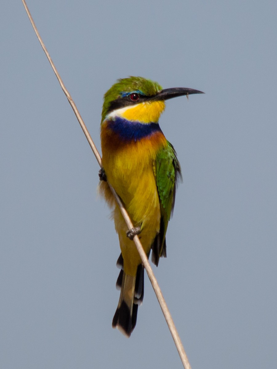 Blue-breasted Bee-eater - ML157028181