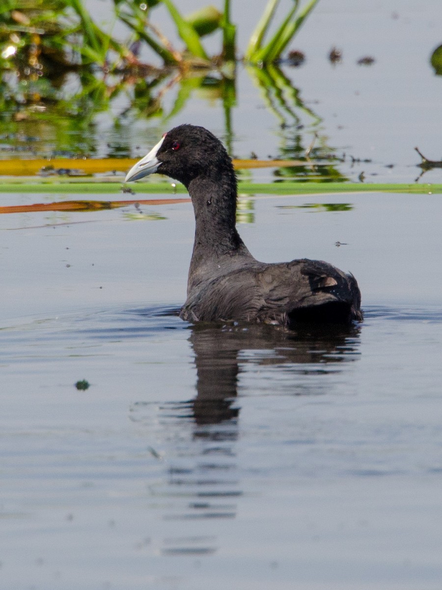 Red-knobbed Coot - William Stephens