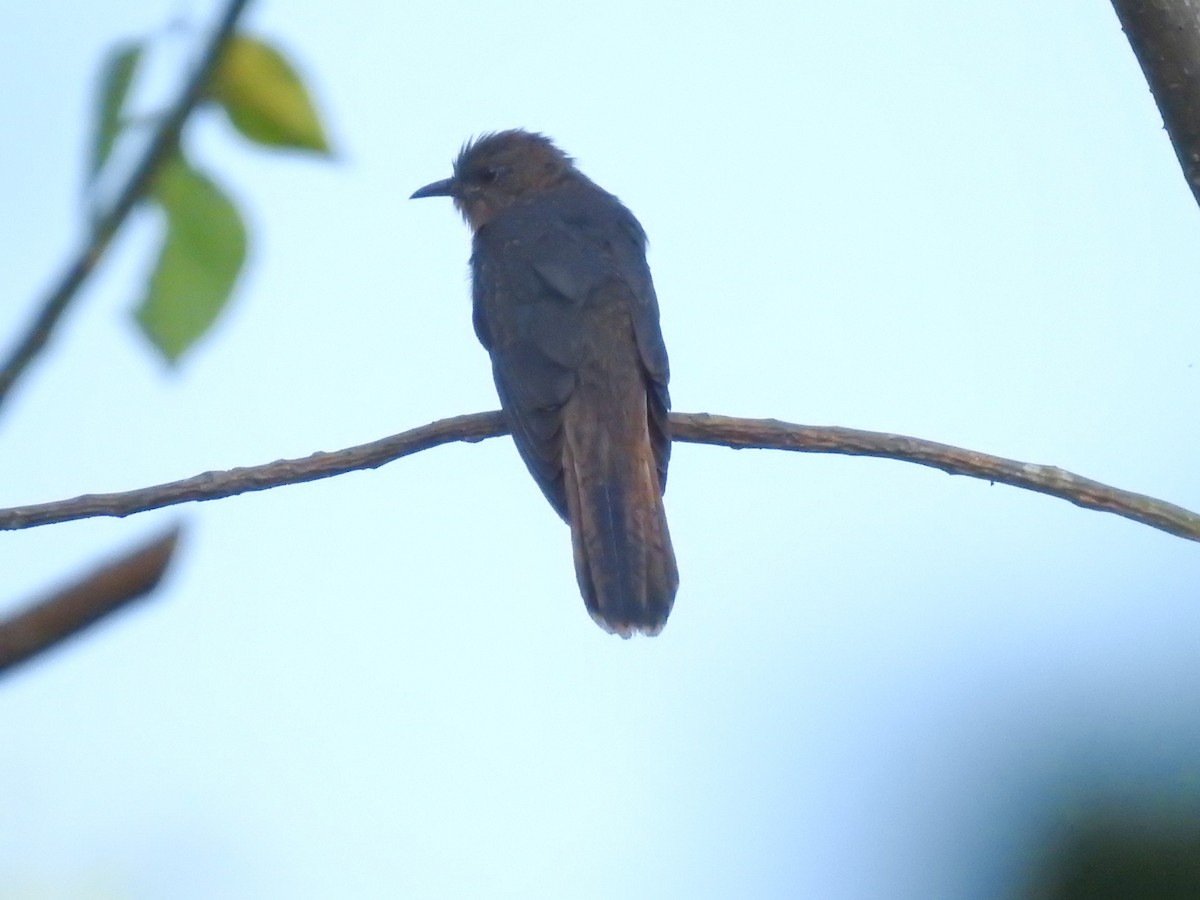 Gray-bellied Cuckoo - ML157029911