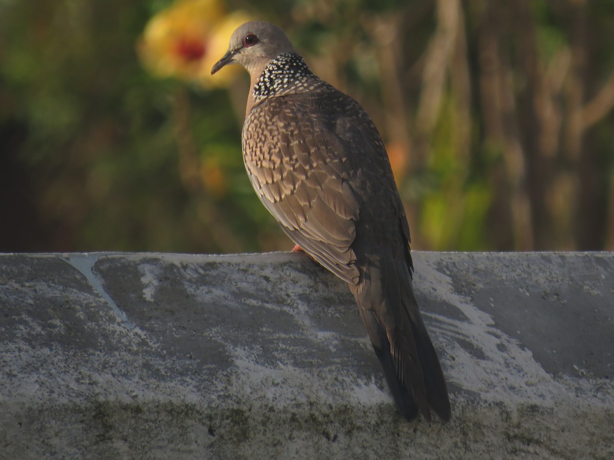 Spotted Dove - ML157030791