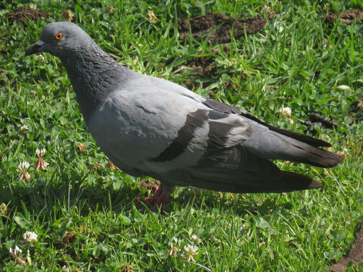 Rock Pigeon (Feral Pigeon) - ML157030901