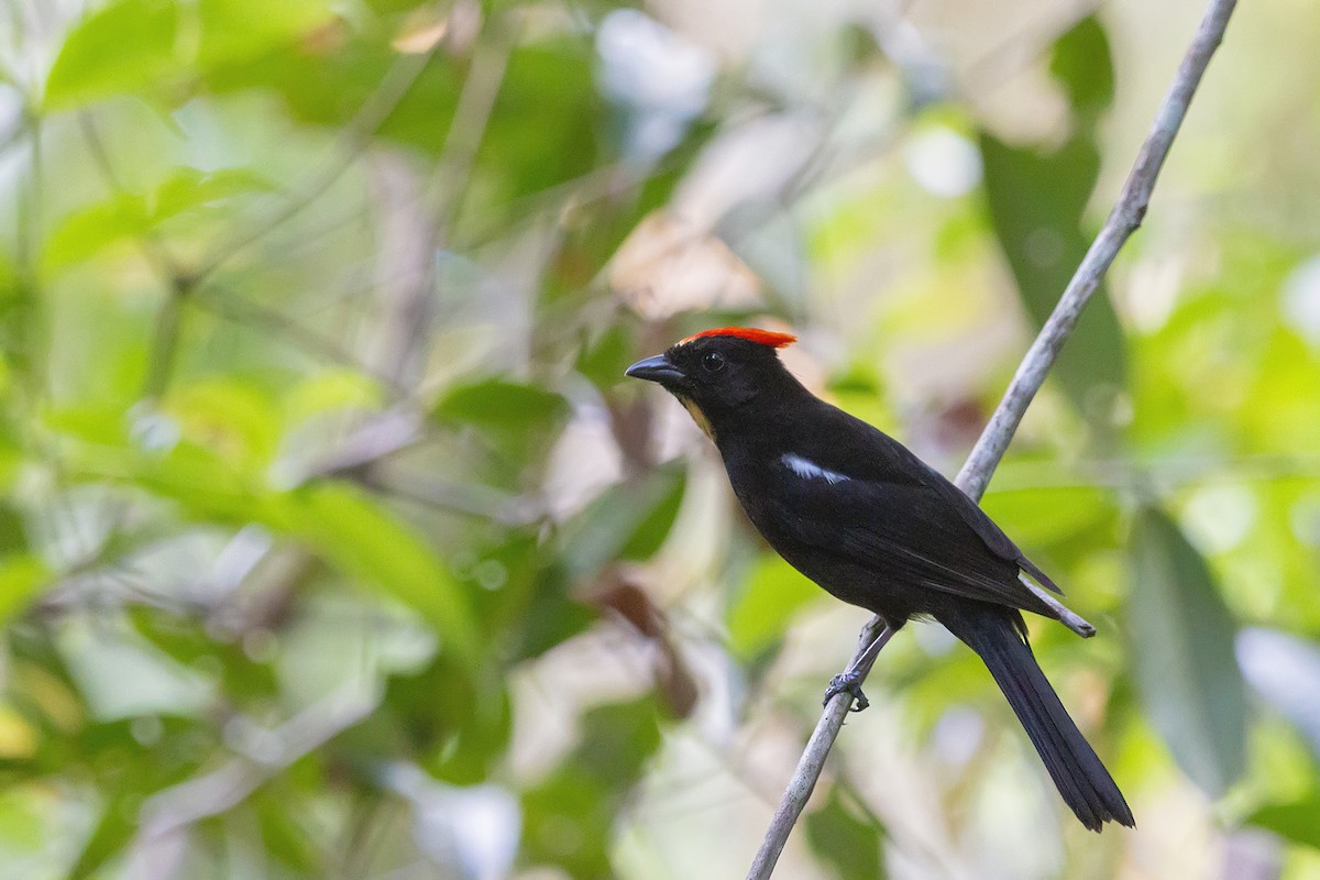 Flame-crested Tanager - ML157031061